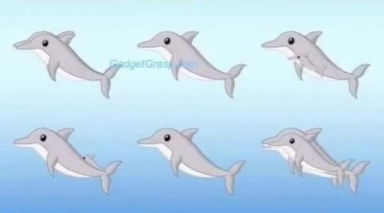 Kiek delfinų matote paveikslėlyje? Teisingai atsakyti pavyksta akyliausiems